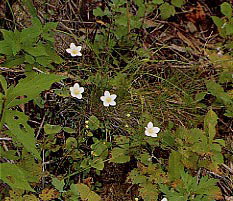 �E���o�`�\�E