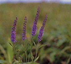 ���}�g���m�I