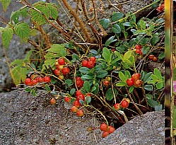 �R�P����