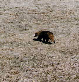 ���Ȃ���